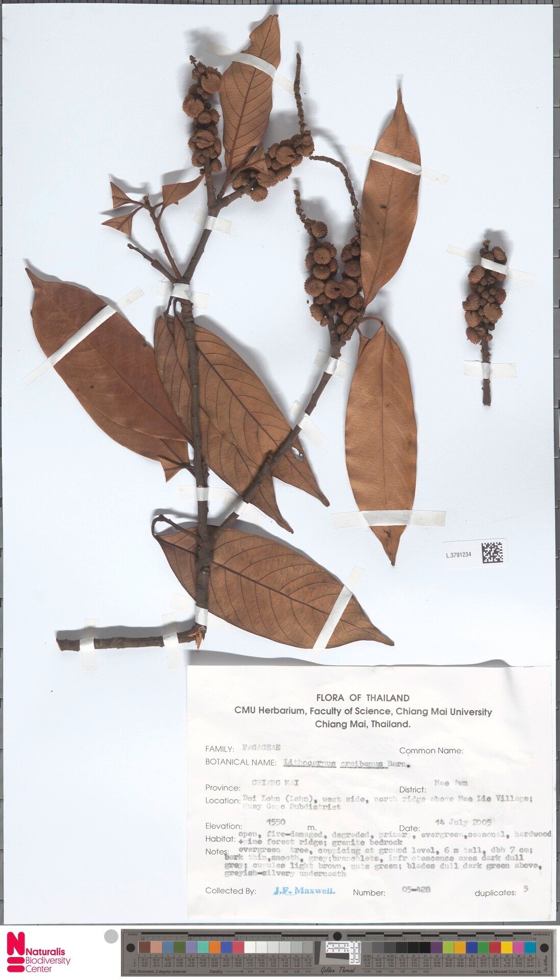 Lithocarpus craibianus — search result for 'Lithocarpus'