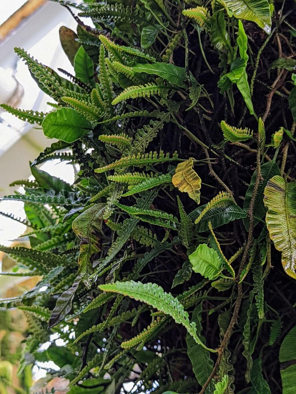 Davallia heterophylla leaf