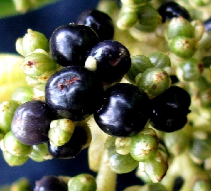 Psychotria mortoniana fruit