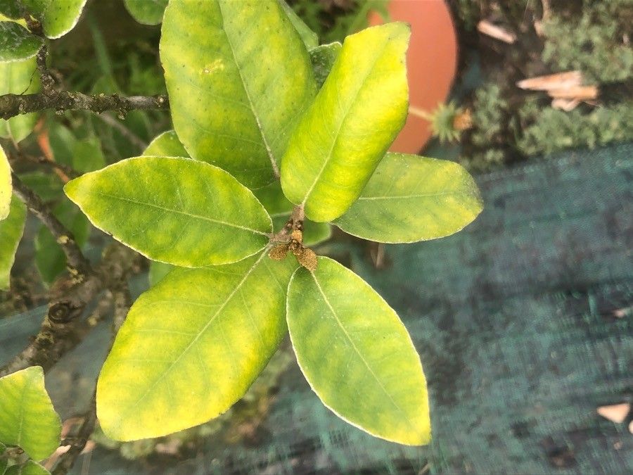 Elaeagnus × submacrophylla — search result for 'Elaeagnus'