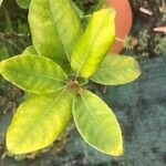 Elaeagnus × submacrophylla