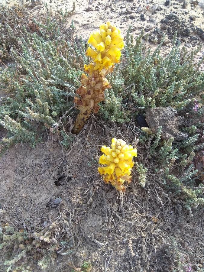 Cistanche phelypaea flower