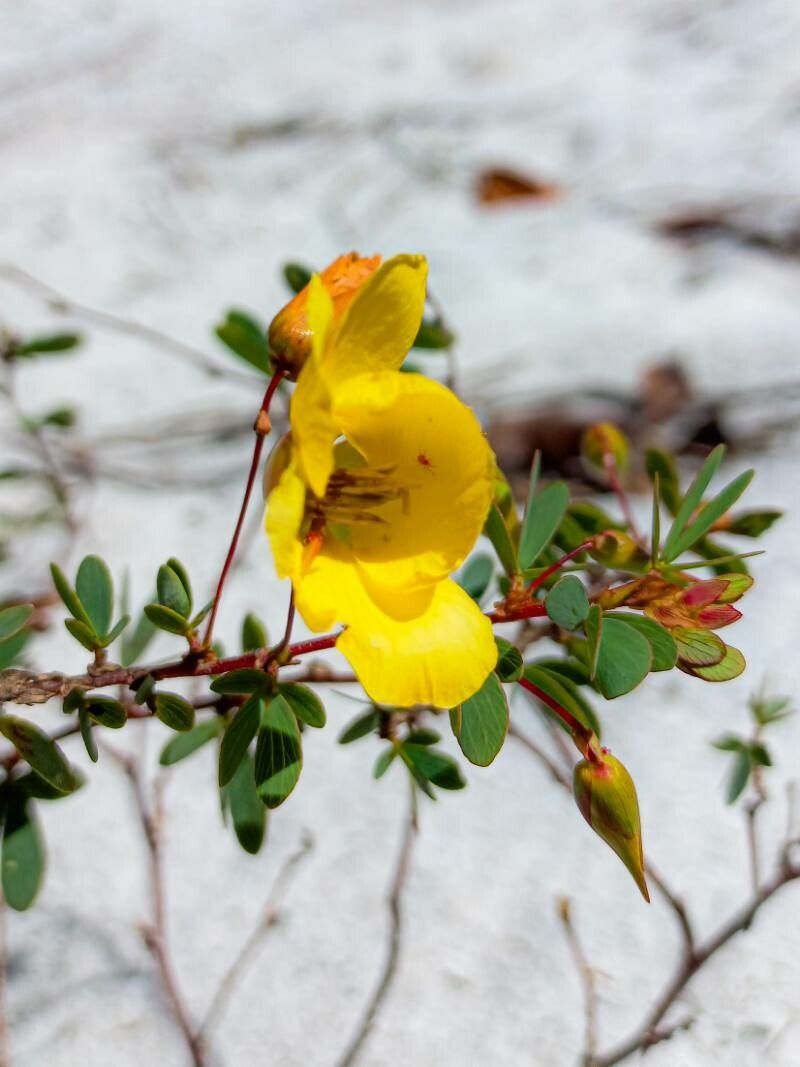 Chamaecrista ramosa — houseplant care guide