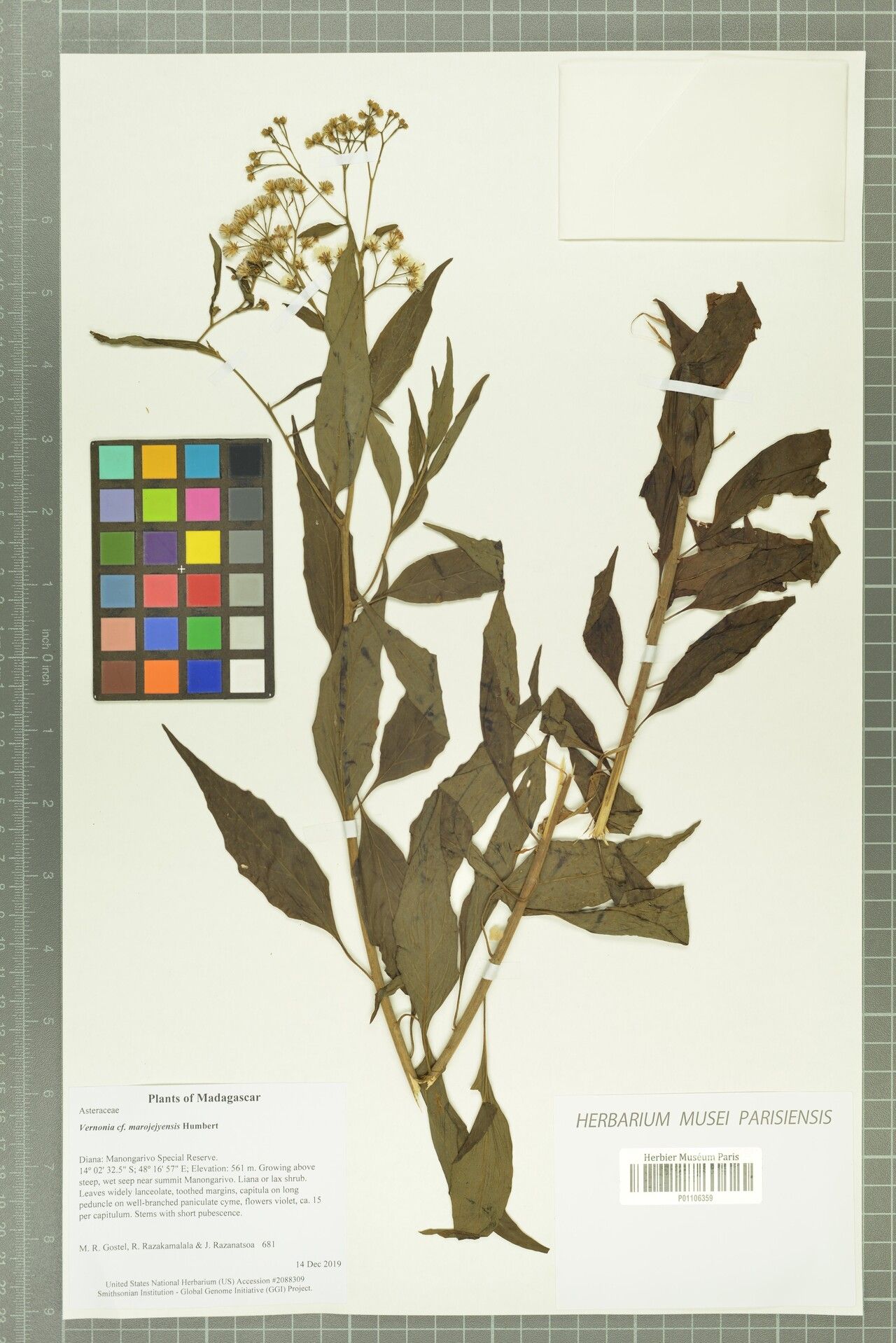 Vernonia marojejyensis — houseplant care guide