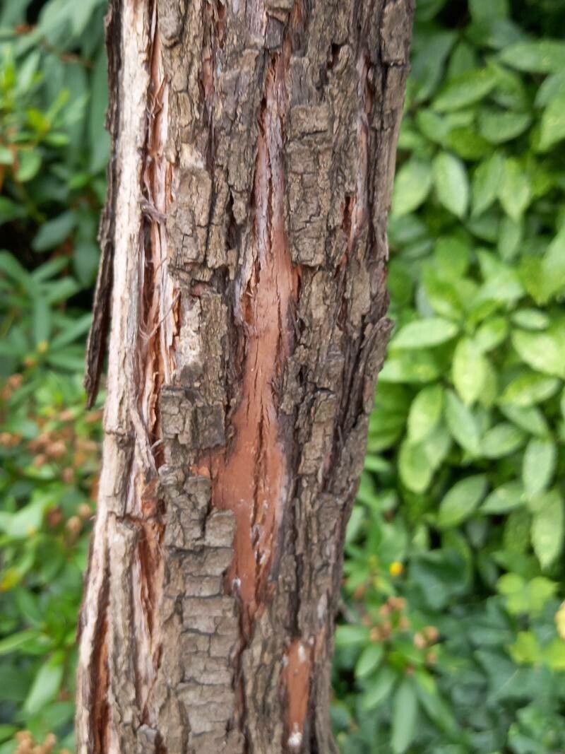 Metrosideros robusta bark