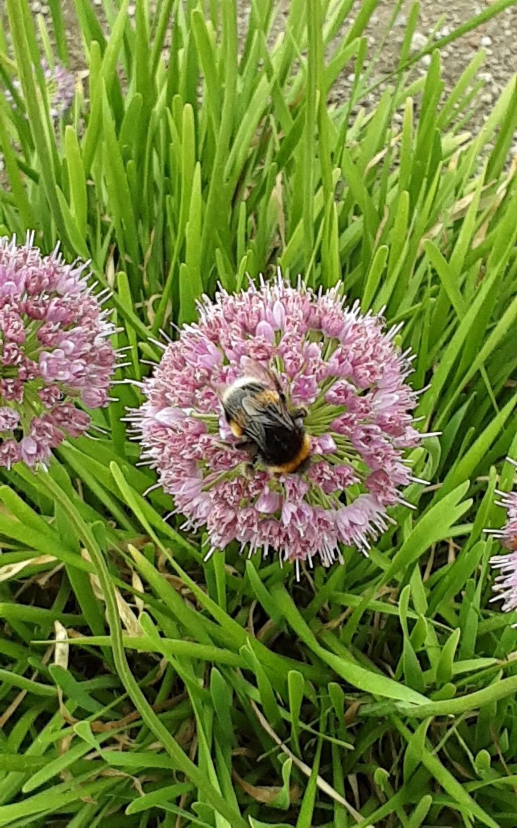 Allium spirale flower
