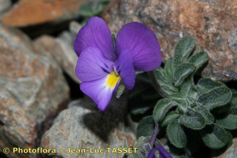 Viola diversifolia habit