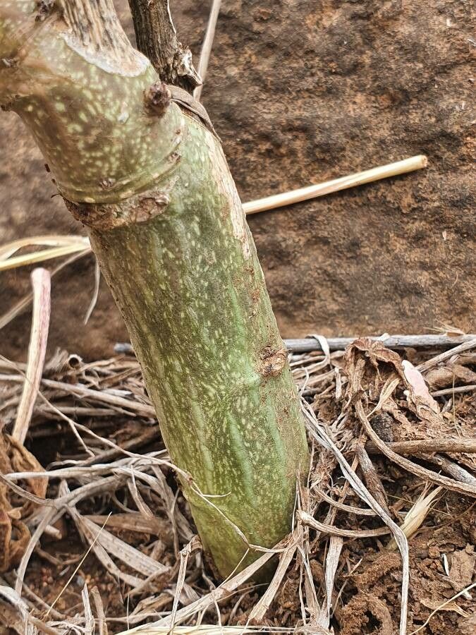 Adenia volkensii bark