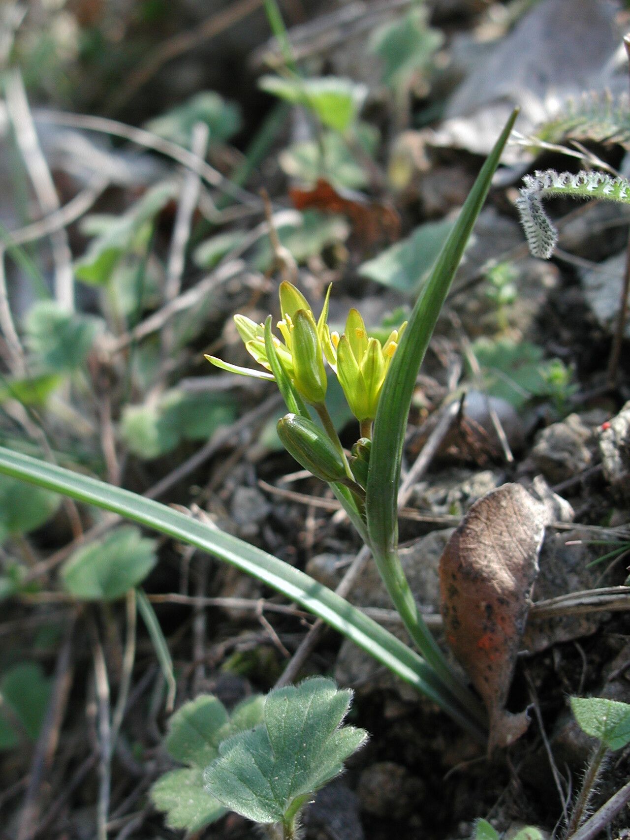 Gagea pusilla — search result for 'Gagea'