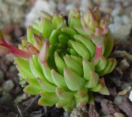 Graptopetalum saxifragoides habit