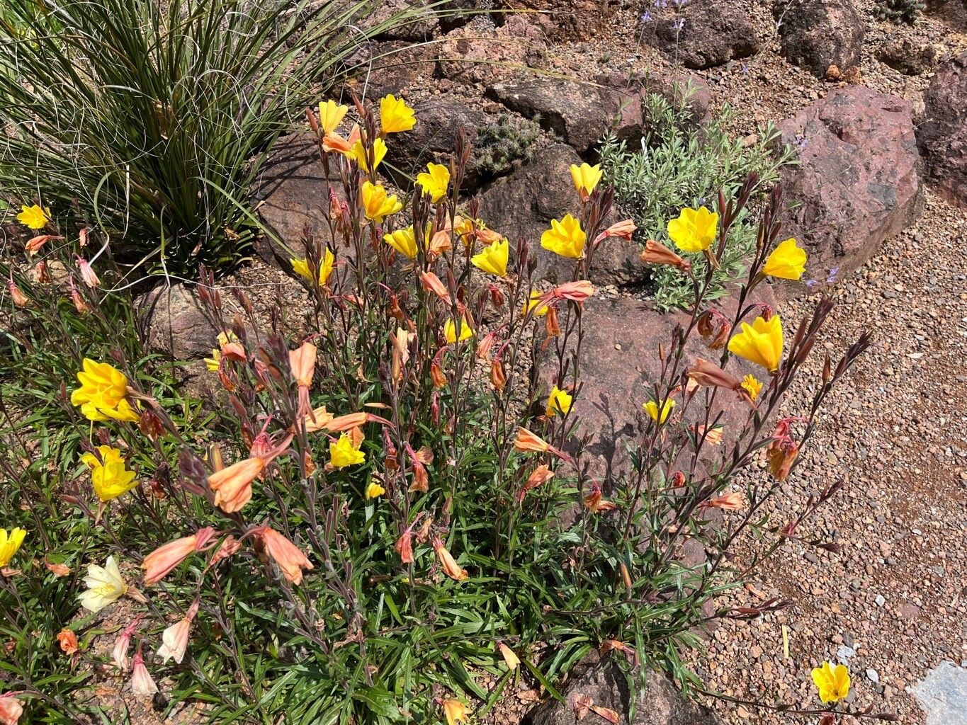 Oenothera odorata habit