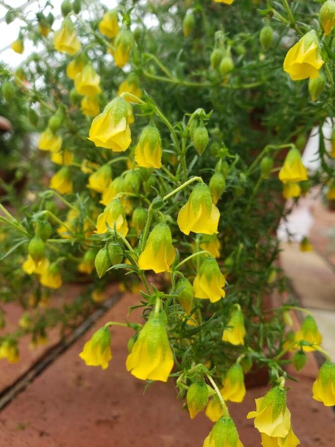 Hermannia pinnata flower