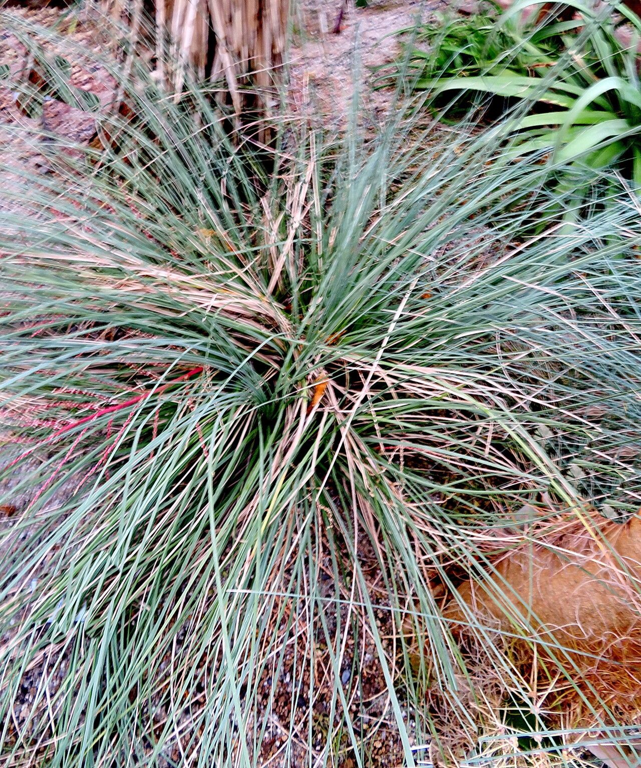 Beaucarnea hookeri — search result for 'Beaucarnea'