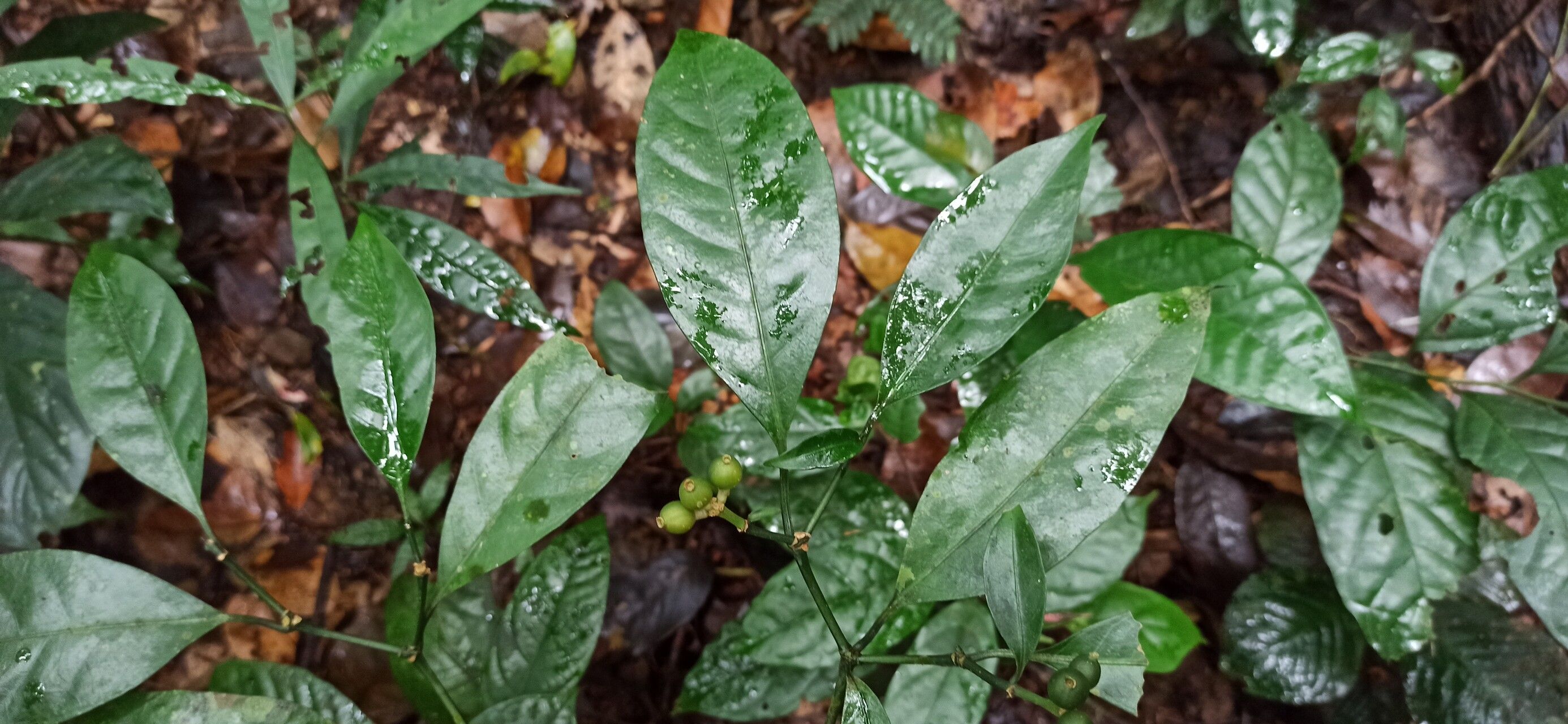 Psychotria satabiei fruit