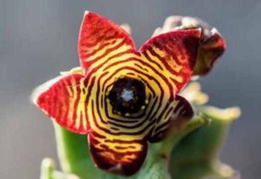 Huernia confusa flower