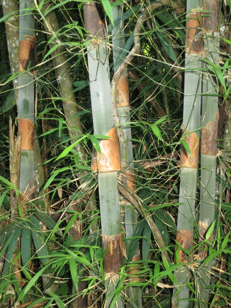 Melocanna arundina other