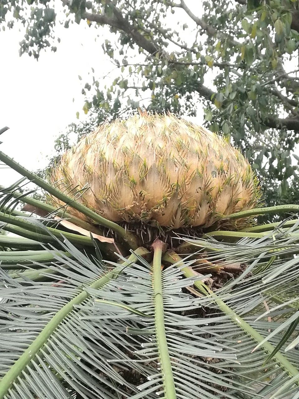 Cycas pectinata flower