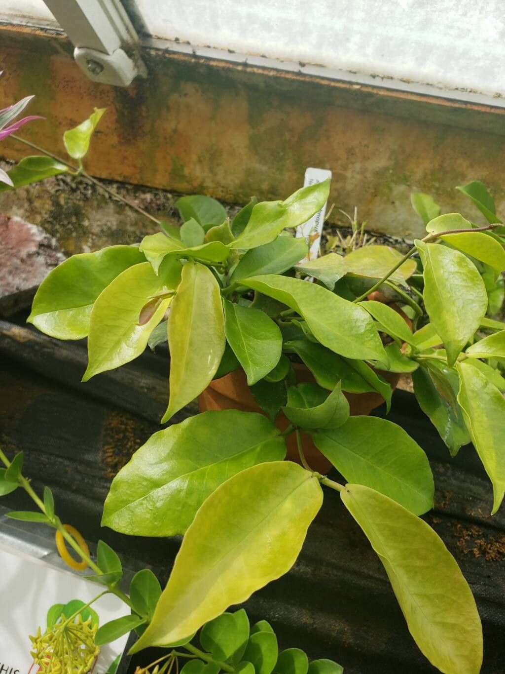 Hoya ischnopus — search result for 'Hoya'