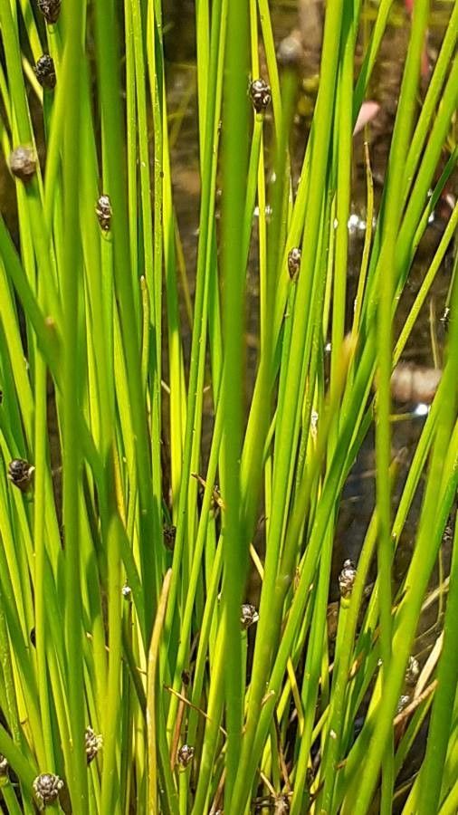Eleocharis ovata — search result for 'Eleocharis'