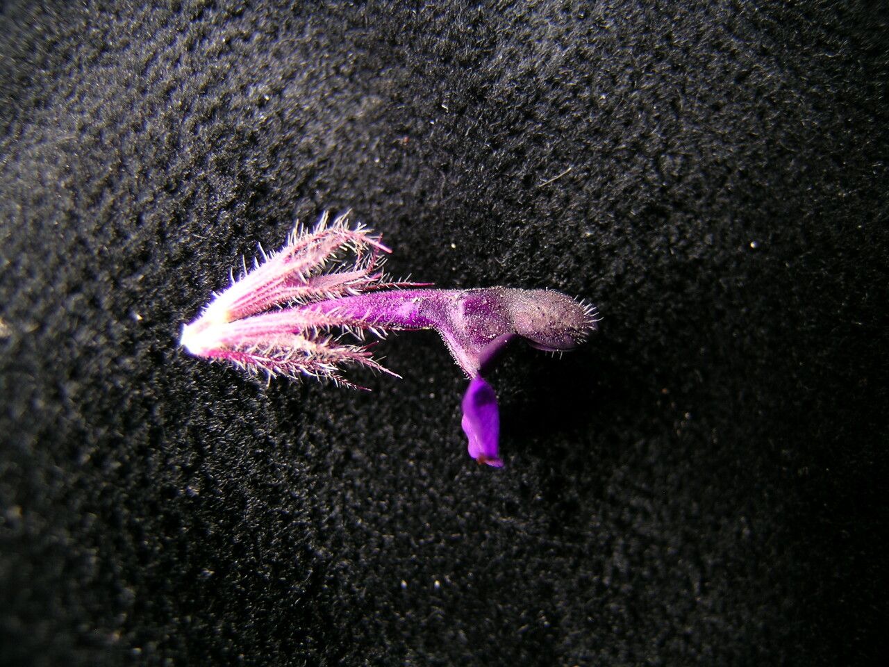 Nepeta lamiopsis — search result for 'Nepeta'