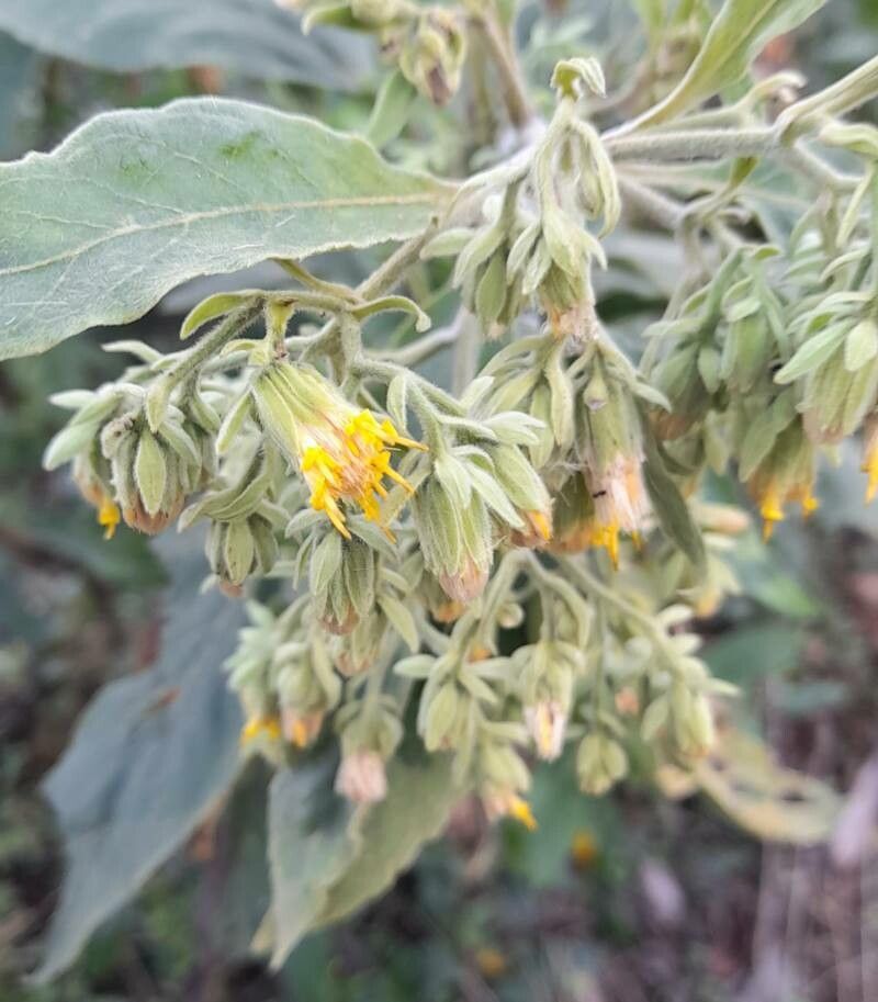 Trixis praestans flower