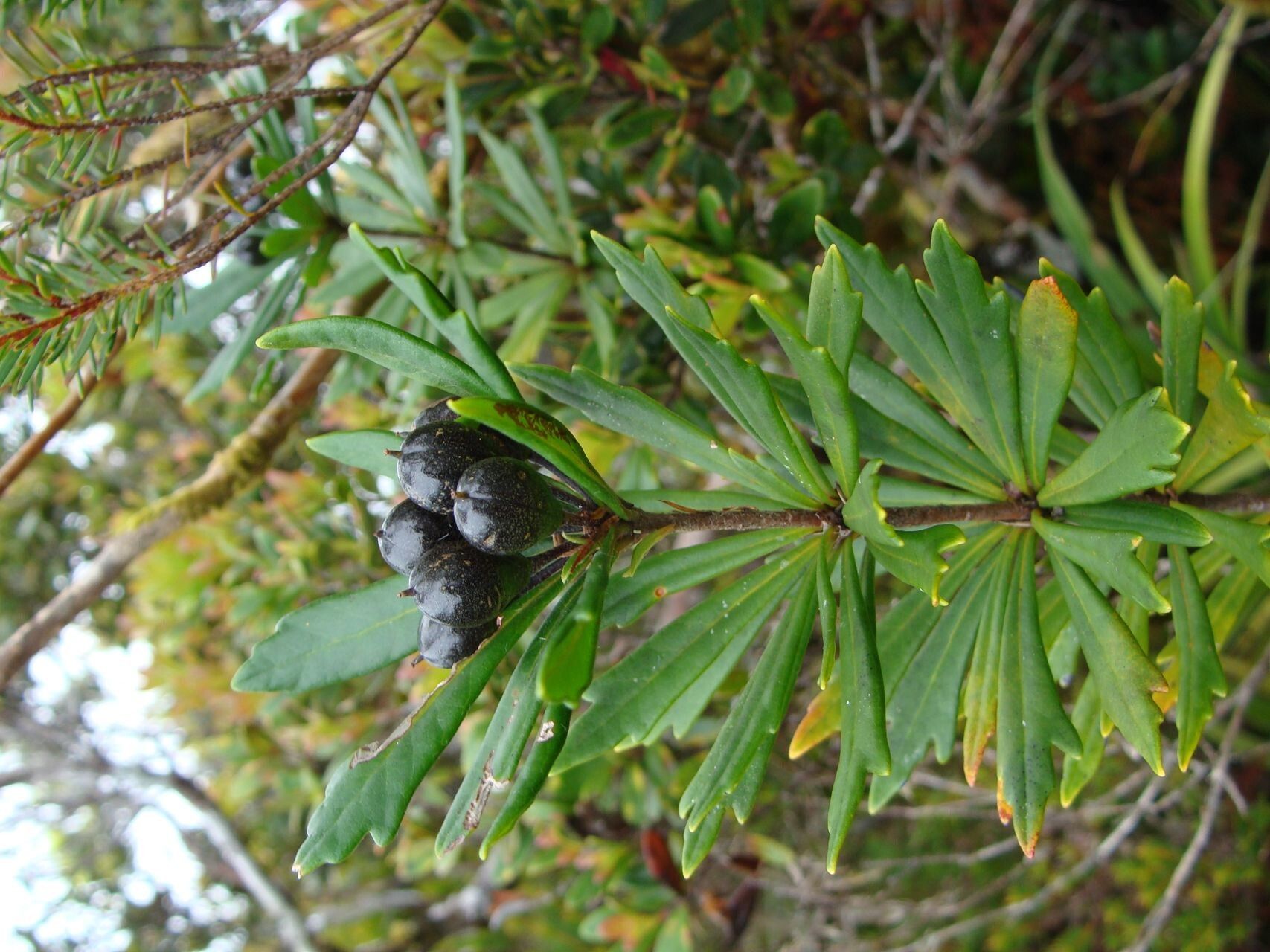 Pittosporum dzumacense fruit