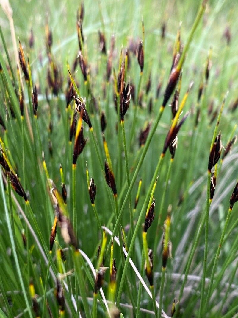 Schoenus ferrugineus fruit