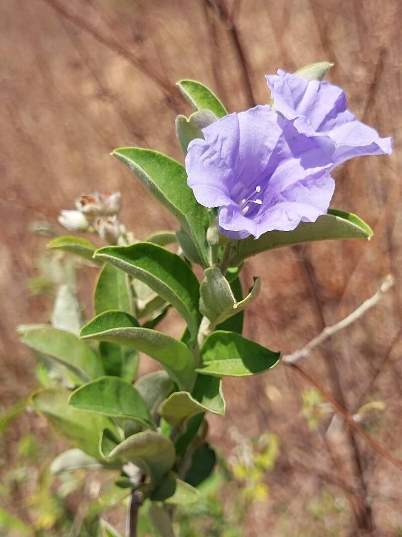 Bonamia spectabilis other