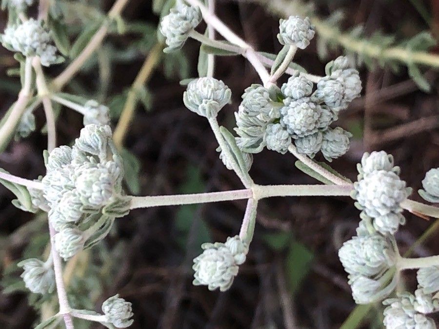 Teucrium capitatum fruit