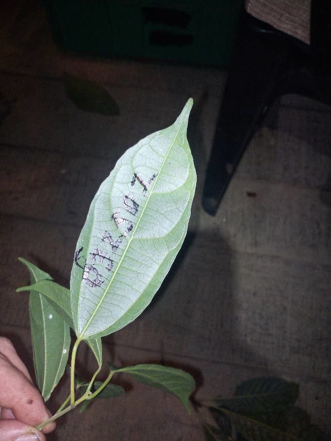 Alchorneopsis floribunda — search result for 'Dominican Republic'