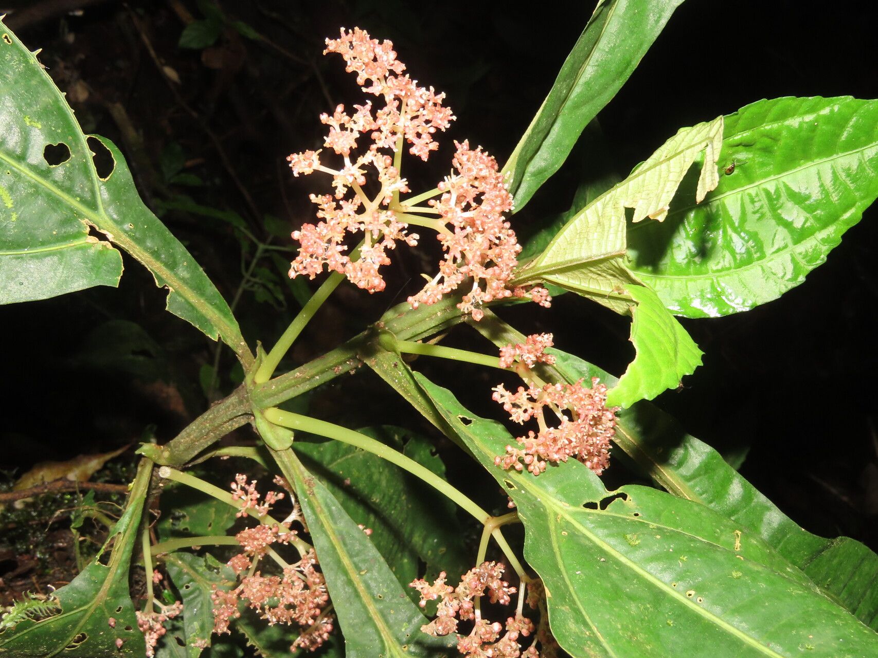 Pilea pteropodon — search result for 'Pilea'