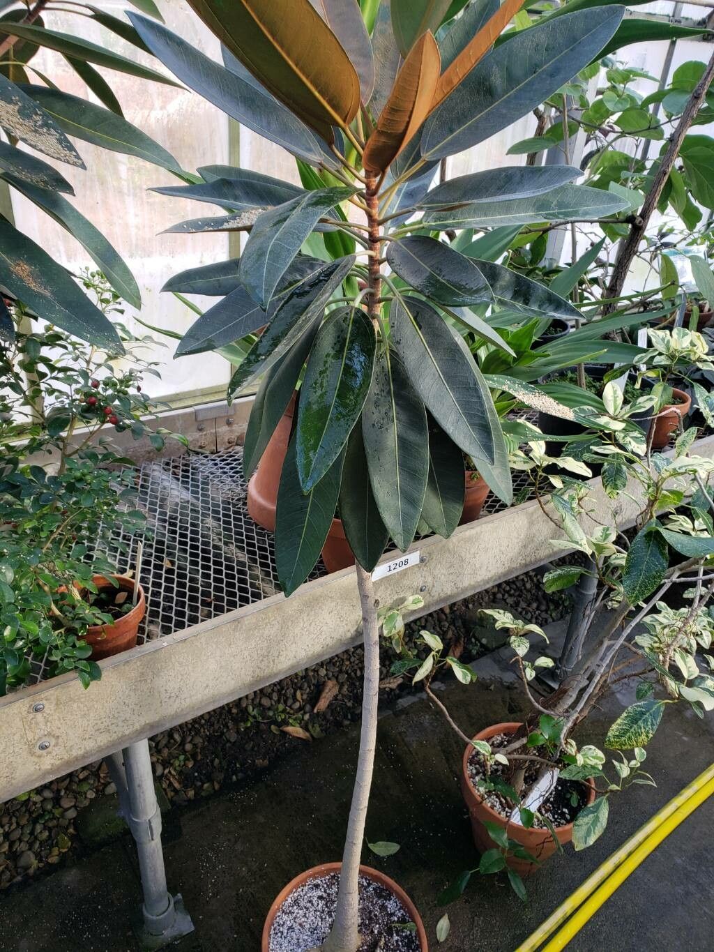 Ficus destruens habit