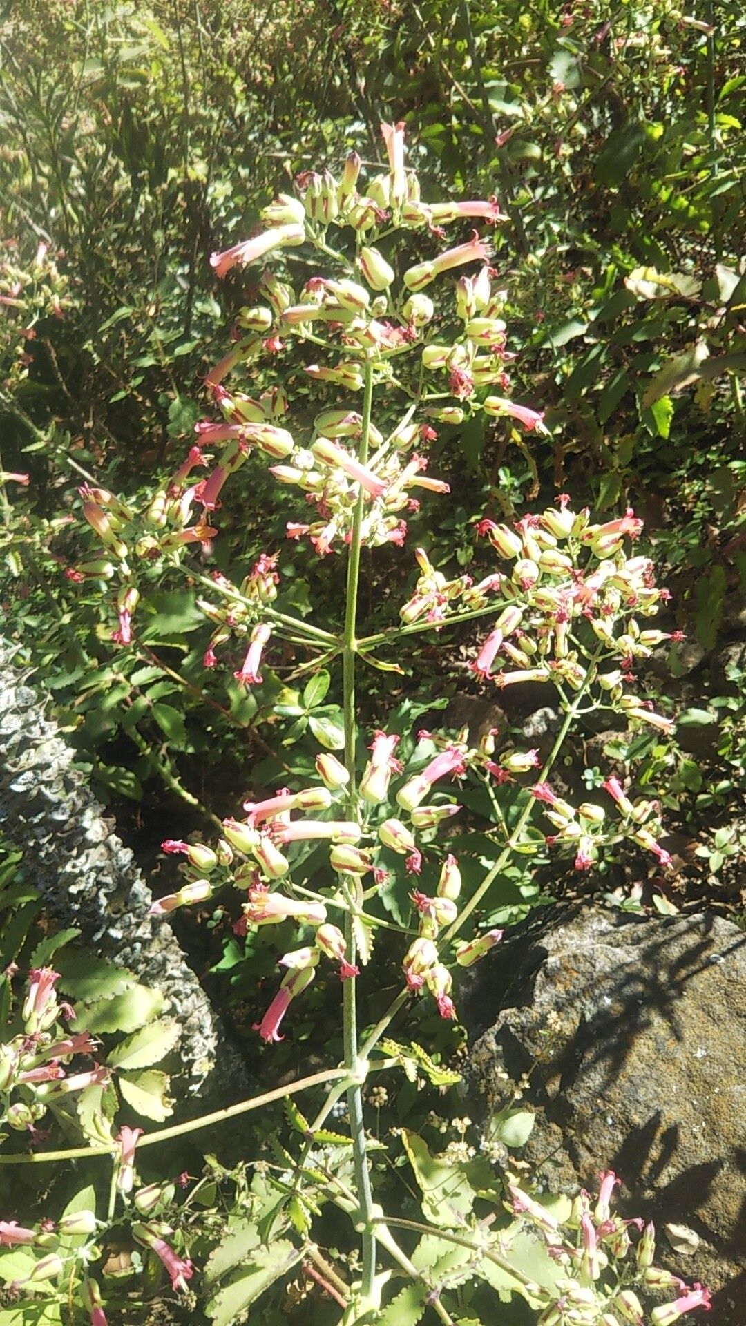 Kalanchoe curvula flower