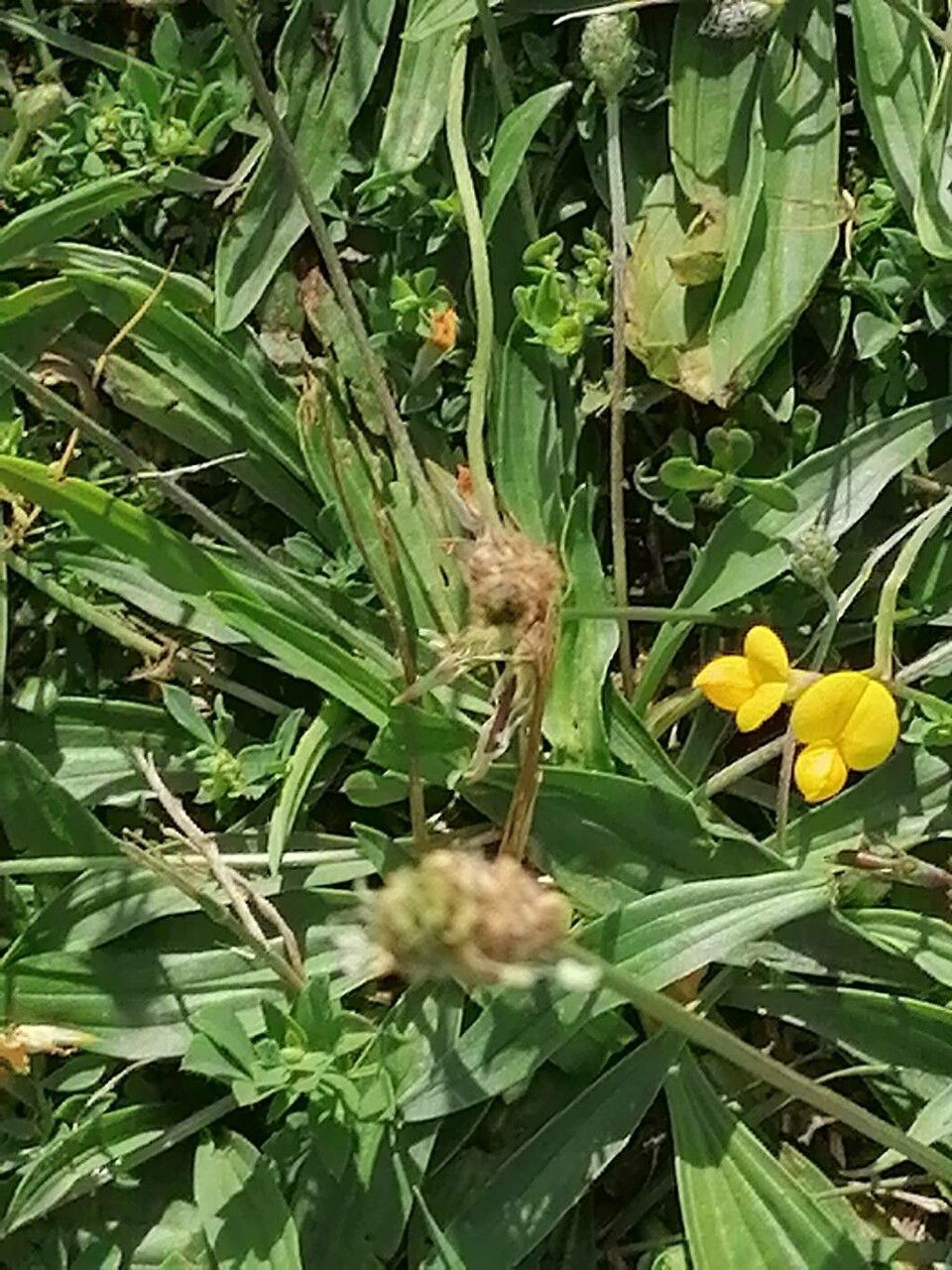 Plantago atrata — search result for 'Plantago'