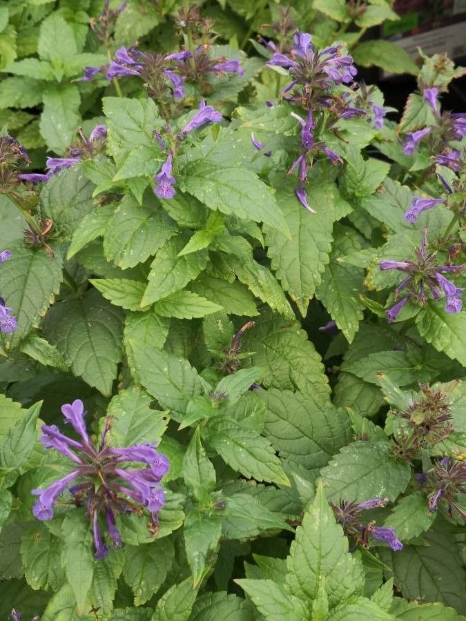 Nepeta nervosa habit