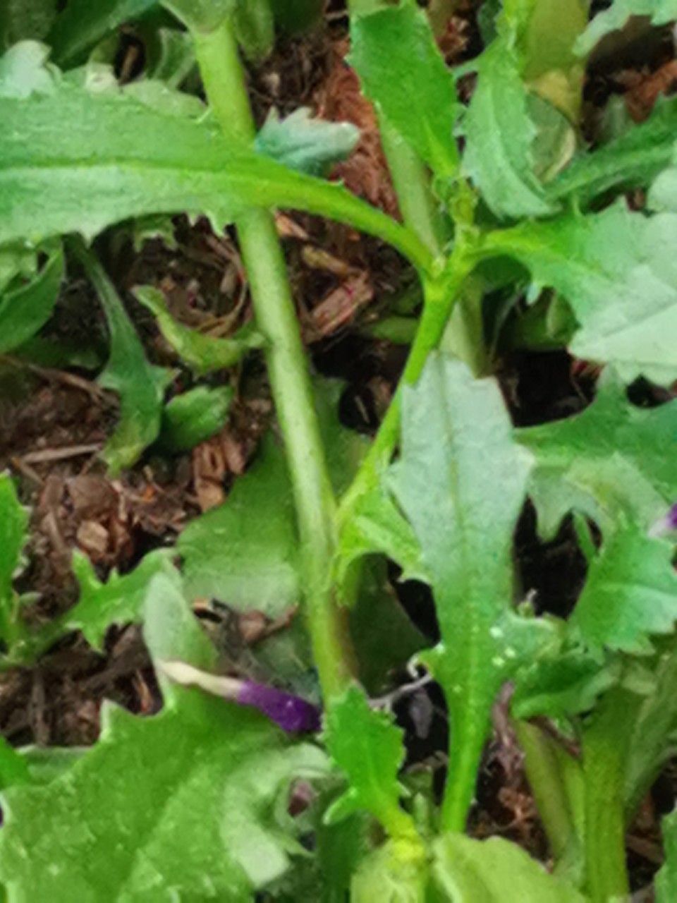 Scaevola aemula bark