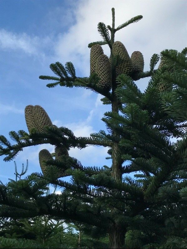 Abies lasiocarpa fruit