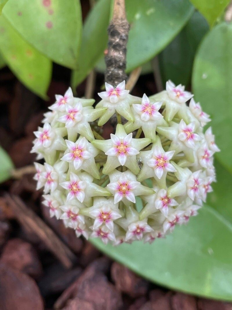 Hoya verticillata flower