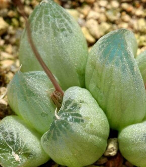 Bulbine mesembryanthoides — search result for 'Bulbine'