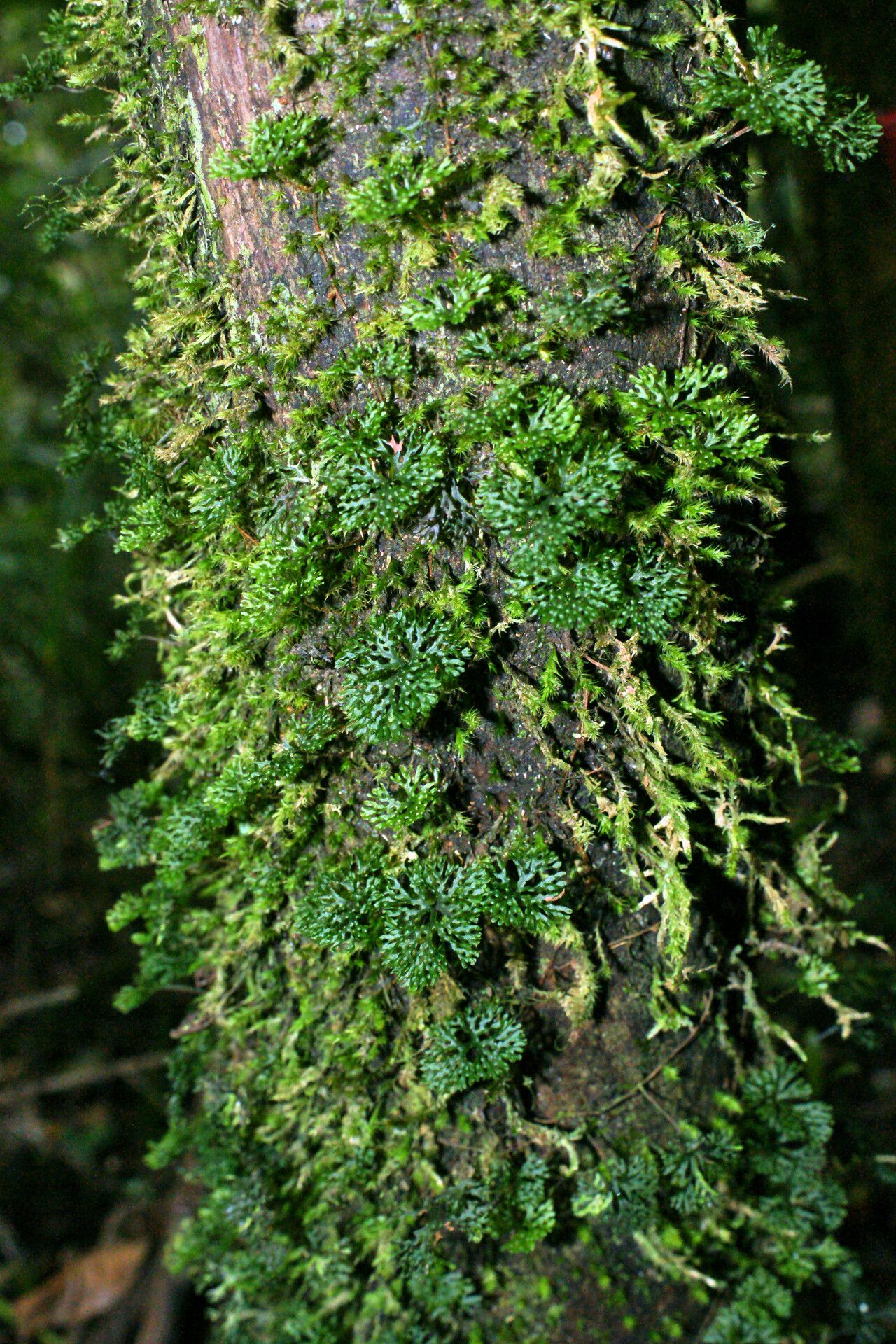 Hymenophyllum perrieri — houseplant care guide