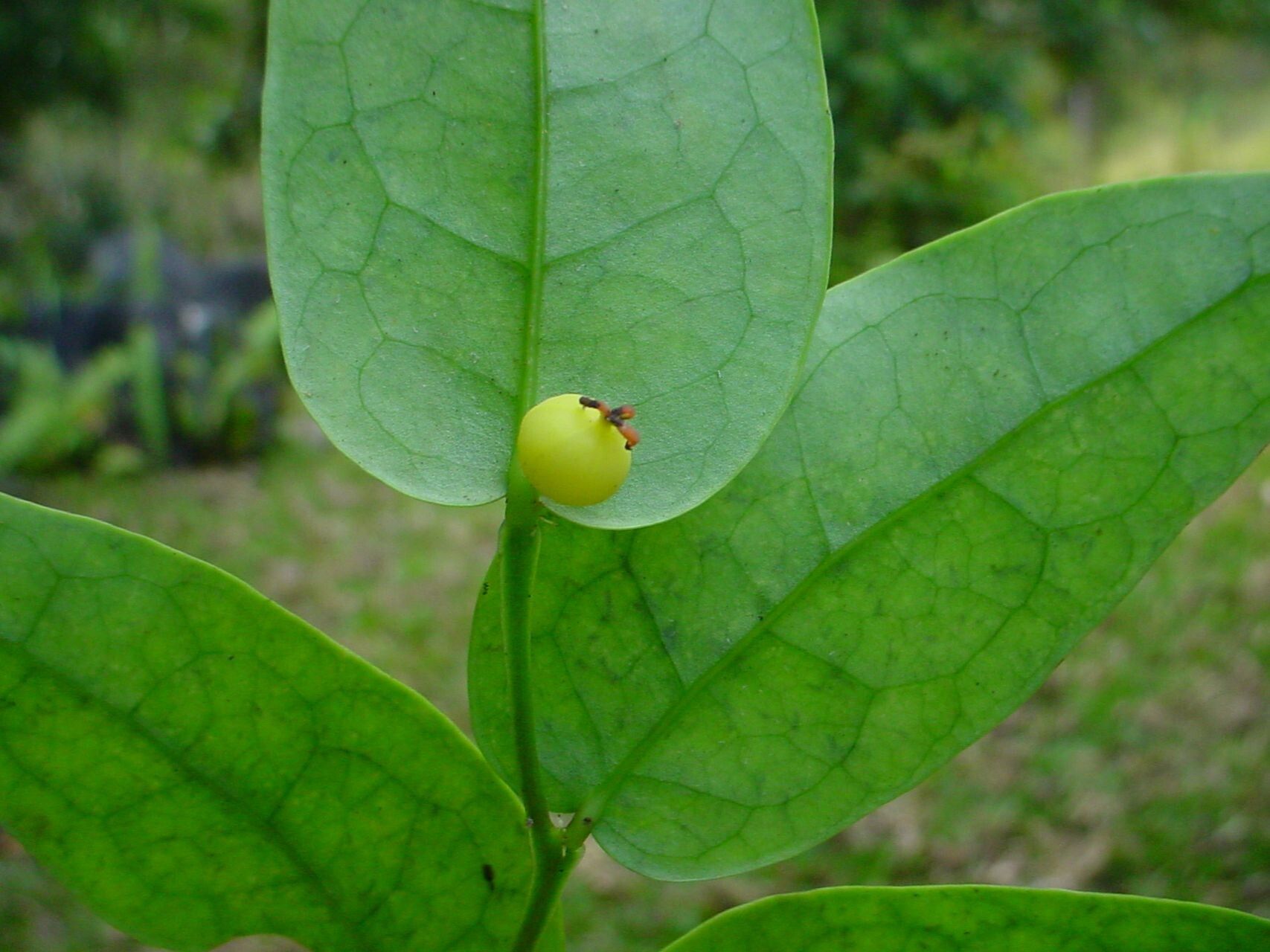 Phyllanthus baraouaensis fruit