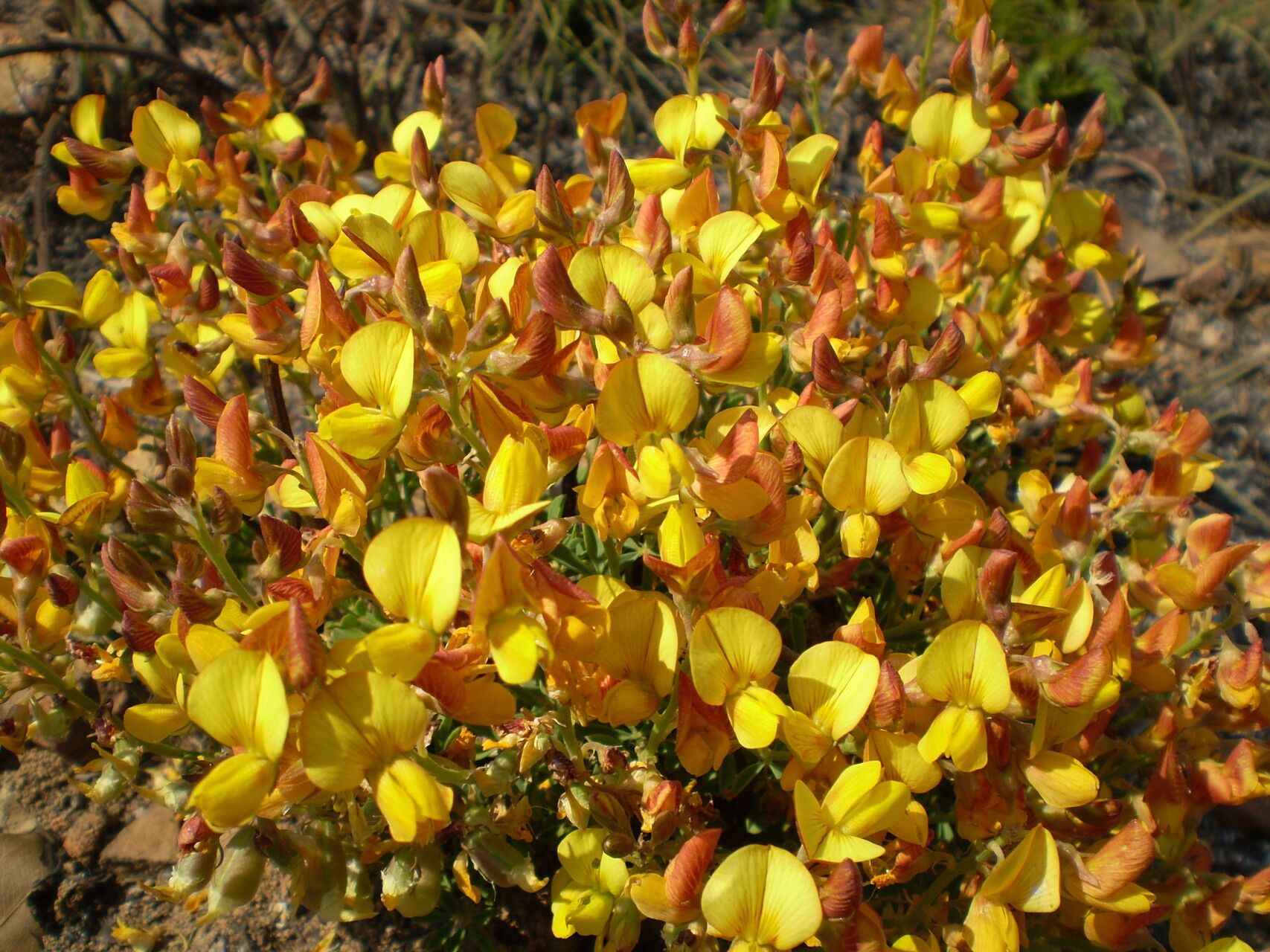 Crotalaria peschiana — houseplant care guide