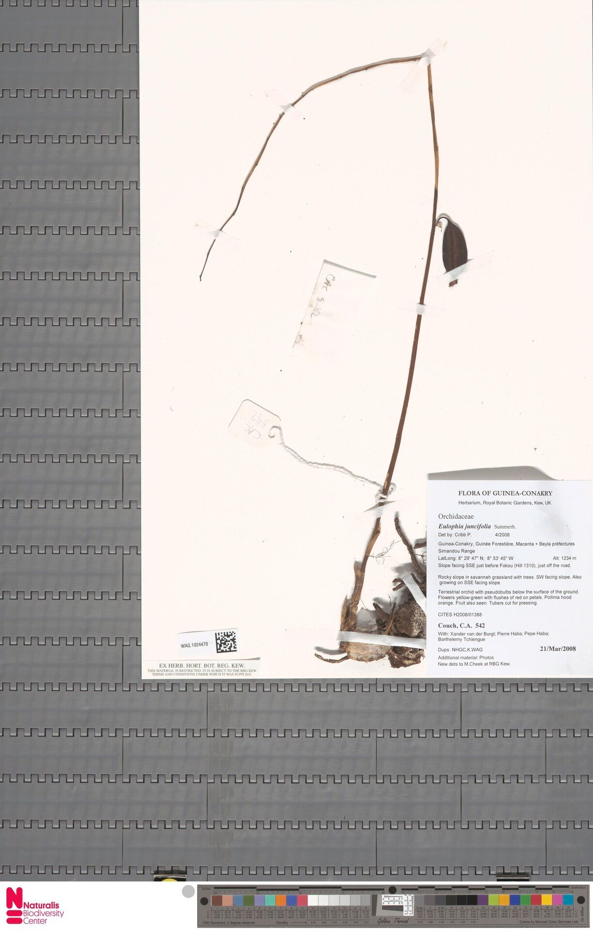 Eulophia juncifolia — houseplant care guide