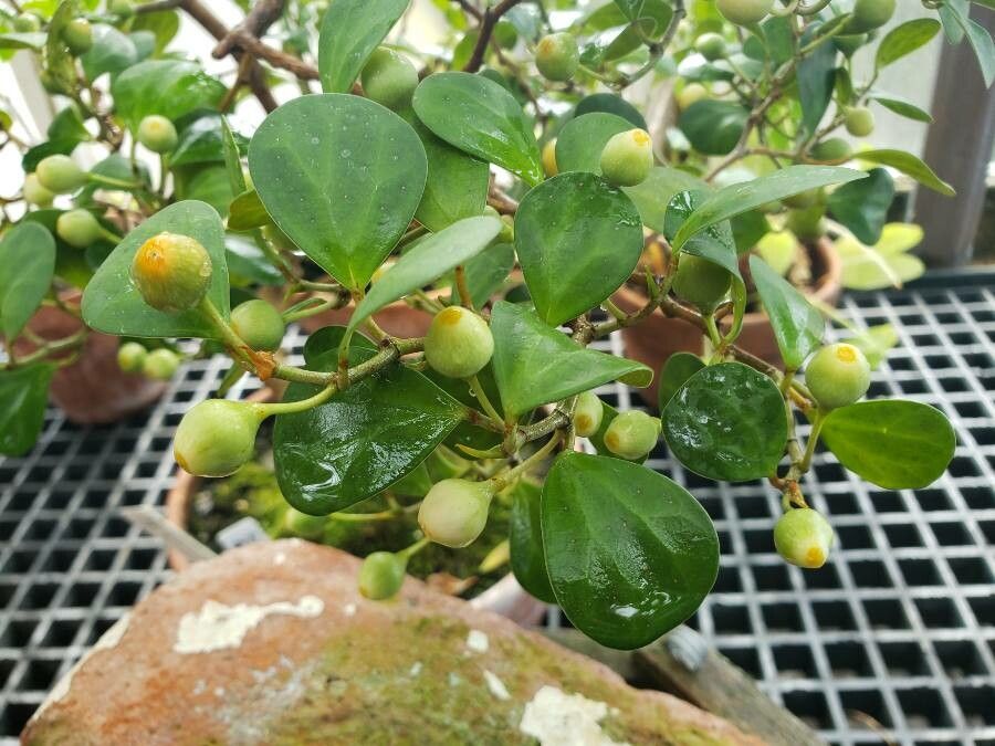 Ficus deltoidea leaf