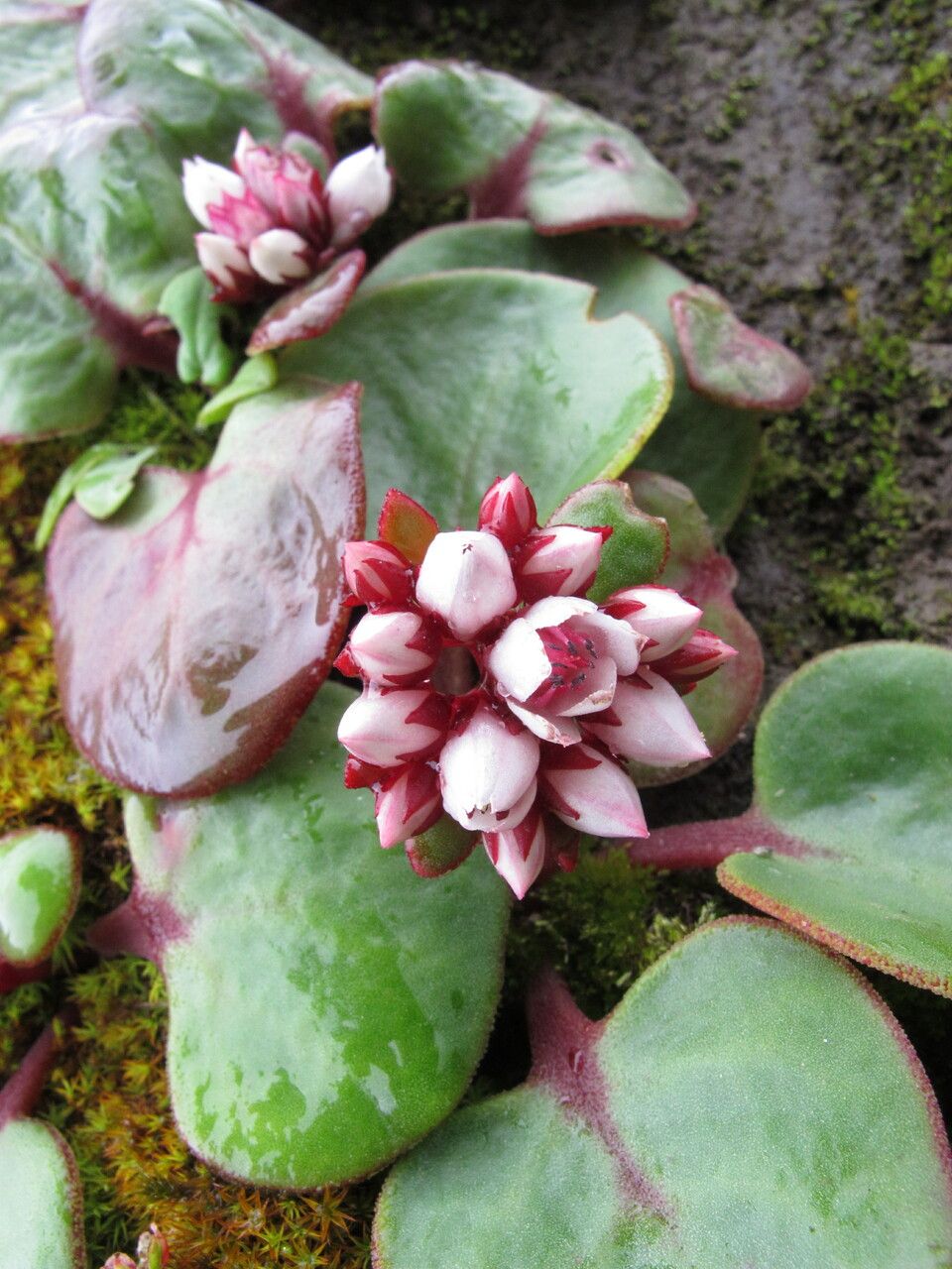 Rhodiola prainii — search result for 'Rhodiola'