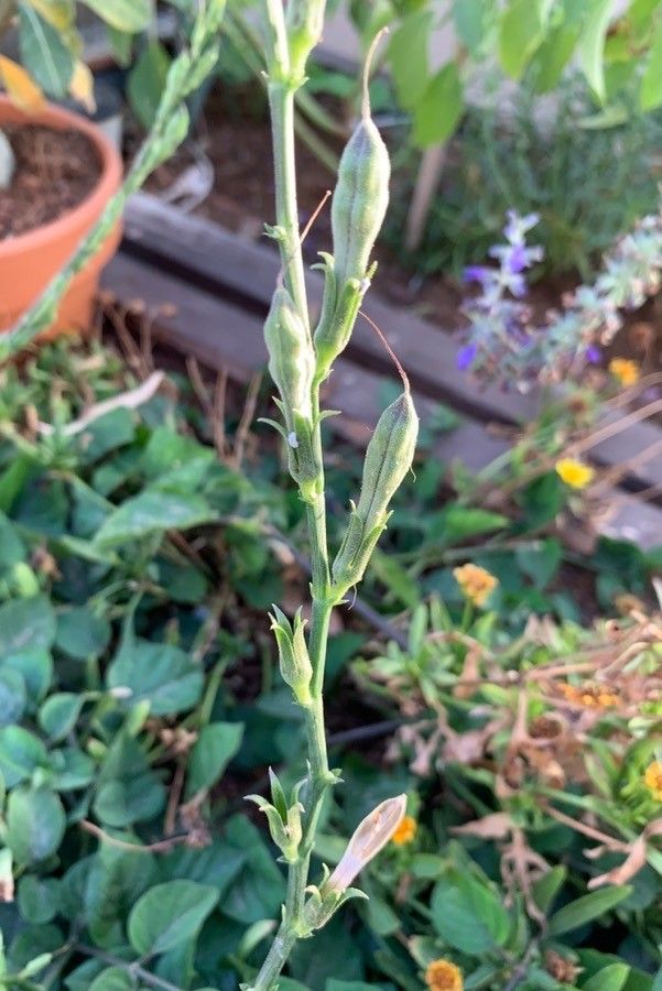 Asystasia gangetica fruit