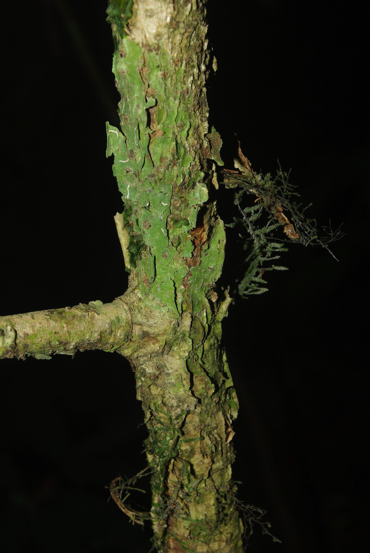 Duguetia dilabens bark