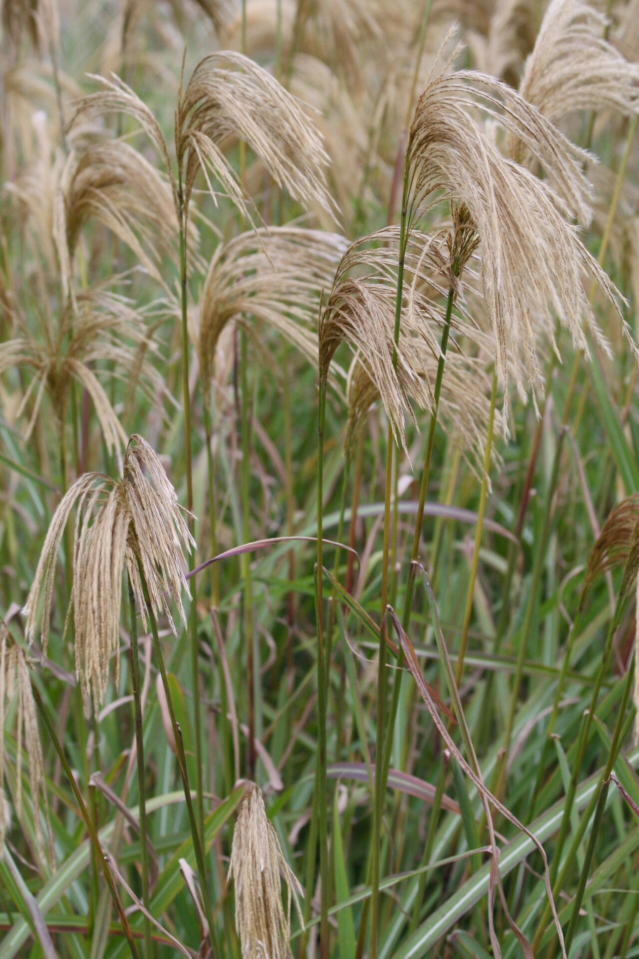 Miscanthus nepalensis