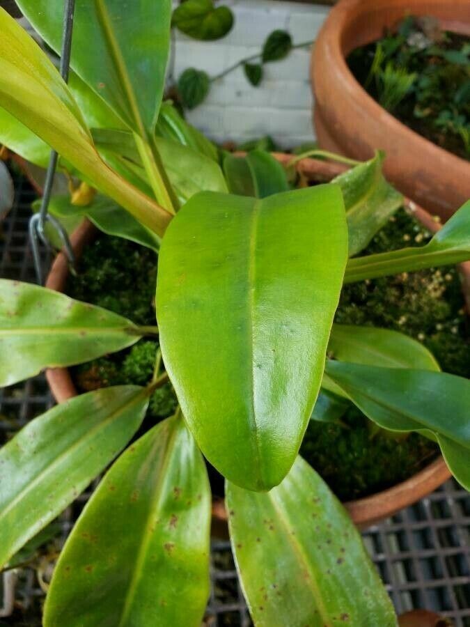 Nepenthes bicalcarata