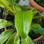 Nepenthes bicalcarata
